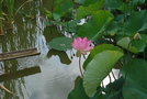 vignette Nelumbo lotus