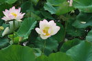 vignette Nelumbo lotus