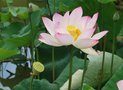 vignette Nelumbo lotus