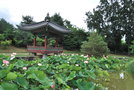 vignette Nelumbo lotus