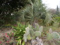 vignette opuntia discata (devant)