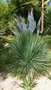 vignette Yucca linearifolia