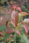 vignette Huodendron biaristatum