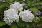 vignette Hydrangea macrophylla 'Jofloma'