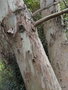 vignette Eucalyptus, tronc