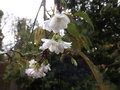 vignette Prunus subhirtella 'autumnalis'