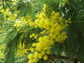 vignette Mimosa (Acacia dealbata)