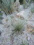 vignette Yucca angustissima