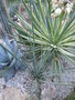 vignette Yucca intermedia
