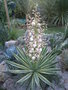 vignette Yucca gloriosa 'Variagata'