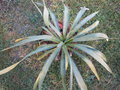 vignette Yucca recurvifolia 'Mediopicta'