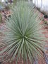 vignette Yucca queretaroensis x filifera