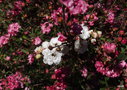 vignette leptospermum scoparium  jubilee 