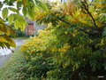 vignette Wisteria sinensis , automne
