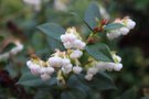 vignette Gaultheria x wisleyensis 'Wisley Pearl'