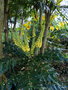 vignette Mahonia 