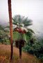 vignette Trachycarpus ukhrulensis ' manipur '