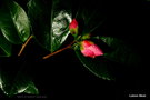 vignette Camlia ' MINATO-NO-AKEBONO ' camellia hybride  petites fleurs parfumes  Origine : Japon , 1989