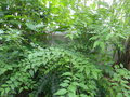 vignette Ligustrum robustum subsp walkeri