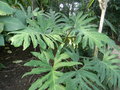 vignette Philodendron bipinnatifidum (selloum)