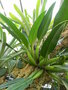 vignette Philodendron martianum