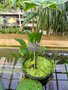 vignette Urospatha sagittifolia
