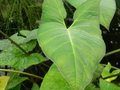 vignette Xanthosoma blandum