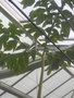 vignette Dracontium pittieri  (les feuilles)