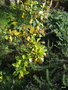 vignette Clethra alnifolia , automne