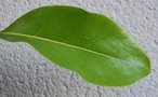 vignette Magnolia virginiana var. australis 'Aiken County'