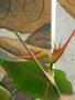 vignette Heliconia lathispatha
