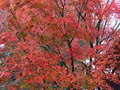 vignette Acer palmatum sp encore très coloré au 19 11 15