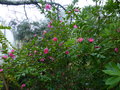 vignette Camellia hiemalis Kanjiro parfumé au 10 11 15