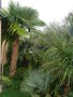 vignette Trachycarpus martianus, mon jardin