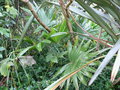 vignette Trachycarpus latisectus, mon jardin