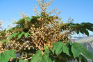 vignette Tetrapanax papyrifer