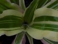 vignette Cryptanthus acaulis variegata