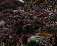 vignette Algues varies , rouges/brunes/vertes
