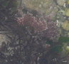 vignette Corallina officinalis ou elongata
