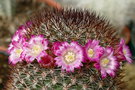 vignette Mammillaria nunezii