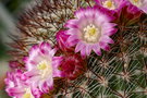 vignette Mammillaria nunezii