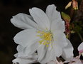 vignette Prunus subhirtella 'Autumnalis'