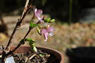 vignette Prunus subhirtella 'Autumnalis'