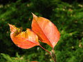 vignette Pyrus sinkiangensis