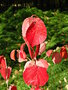 vignette Viburnum dilatatum