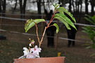 vignette Prunus subhirtella 'Autumnalis'