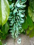 vignette Mahé: jardin botanique(Strongylodon macrobotrys) liane de jade