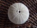 vignette Echinoidea , Oursin fossile