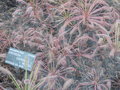 vignette Drosera capensis forme rouge