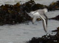 vignette Calidris alba , Bcasseau sanderling,